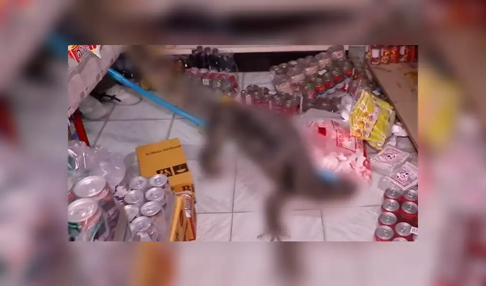 YouTube viral: Anciana descubre misteriosa criatura ingresando a su tienda [VIDEO]