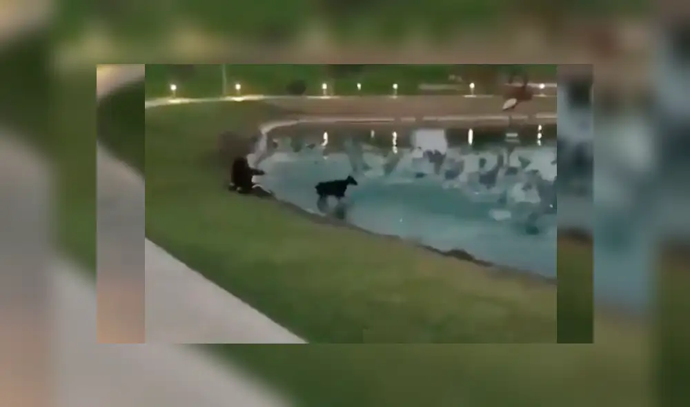 Facebook viral: joven sufre una terrible caída por cuidar a su perro [VIDEO]
