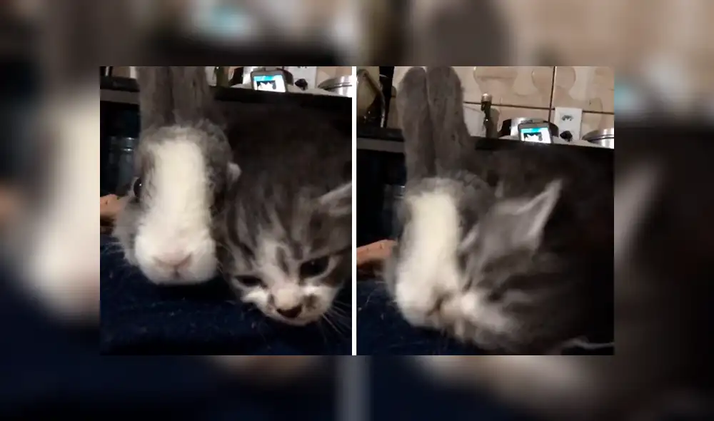 Facebook: Tierno gatito llena de amor a un conejo y este tiene inesperada reacción