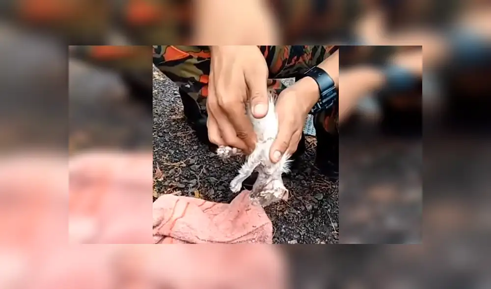 Hombre encuentra un gato ahogado, masajea su corazón y sucede algo conmovedor [VIDEO] 