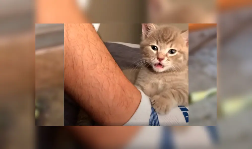 En Facebook, un hombre escuchó los ruidos de un gato bebé y se preocupó al verlo en deplorables condiciones.