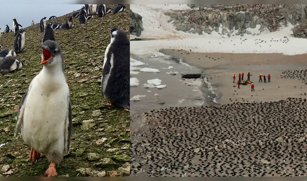 Descubren 1,5 millones de pingüinos adelaida en el Océano Antártico [VIDEO]
