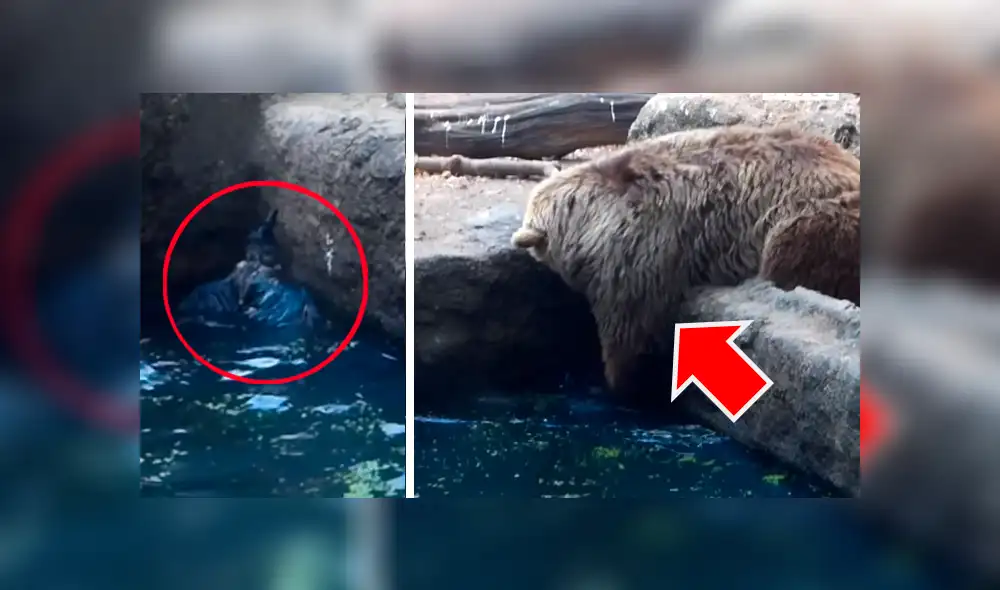 Facebook viral: Enorme oso ve que cuervo iba a morir ahogado y hace esto [VIDEO] 