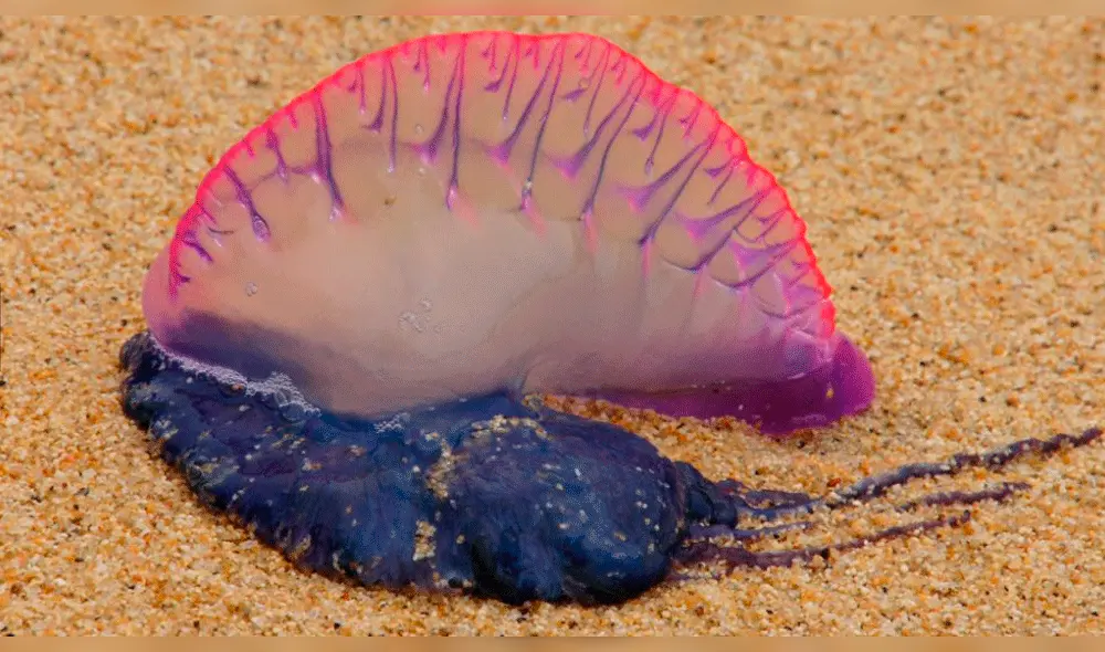 Peligrosa especie marina “Fragata portuguesa” causa alarma en las costas del Perú