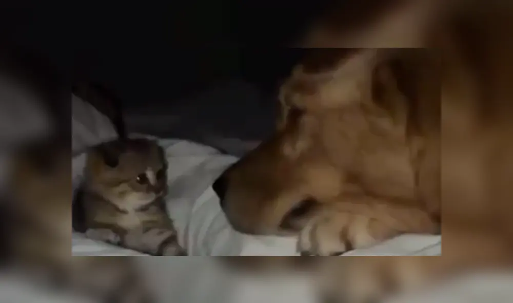 En Facebook, una mujer descubrió una tierna escena protagonizada por su perro y un gato bebé. En Facebook, una mujer descubrió una tierna escena protagonizada por su perro y un gato bebé.