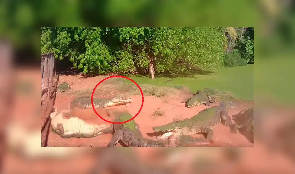 Vía YouTube: cocodrilo se equivoca de presa y se come la pata de su compañero [VIDEO]