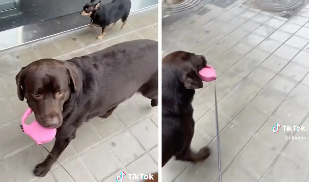 Este video ha conseguido más de 2.9 millones de visualizaciones. Foto: composición LR / TikTok / @alonhrs Este video ha conseguido más de 2.9 millones de visualizaciones. Foto: composición LR / TikTok / @alonhrs