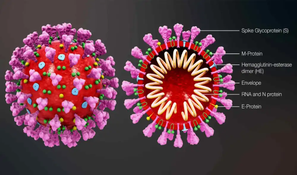 Coronavirus. Animación 3D que muestra una partícula viral que contiene un ácido ribonucleico helicoidal interno (ARN) | Foto: Scientific Animation