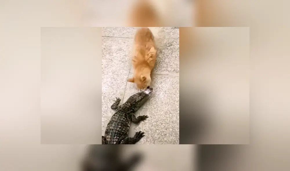 A través de Facebook se hizo viral este curioso enfrentamiento entre un gato y un cocodrilo por un poco de comida.