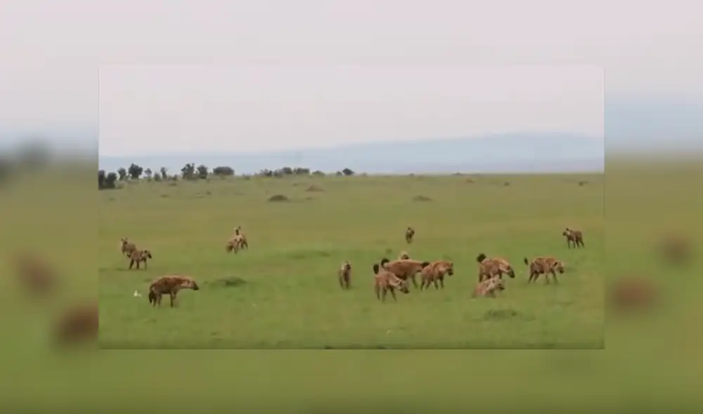 YouTube: Una hiena encontró la muerte al ingresar por error a un campo de leones [VIDEO]