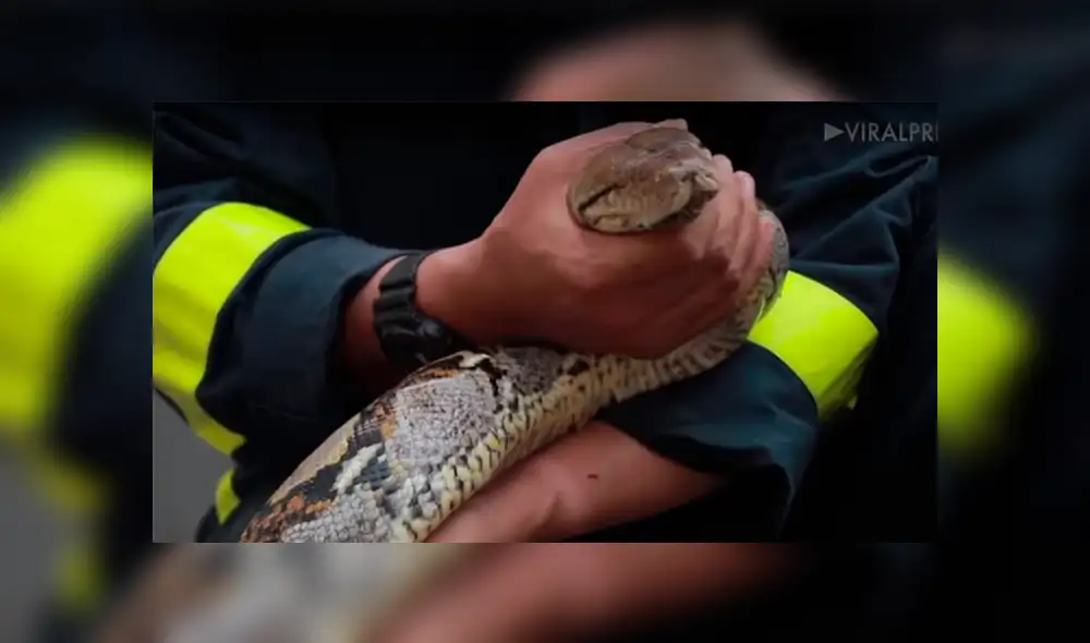 YouTube viral: Bombero es atacado por enorme pitón mientras hacía su show en vivo [VIDEO] 