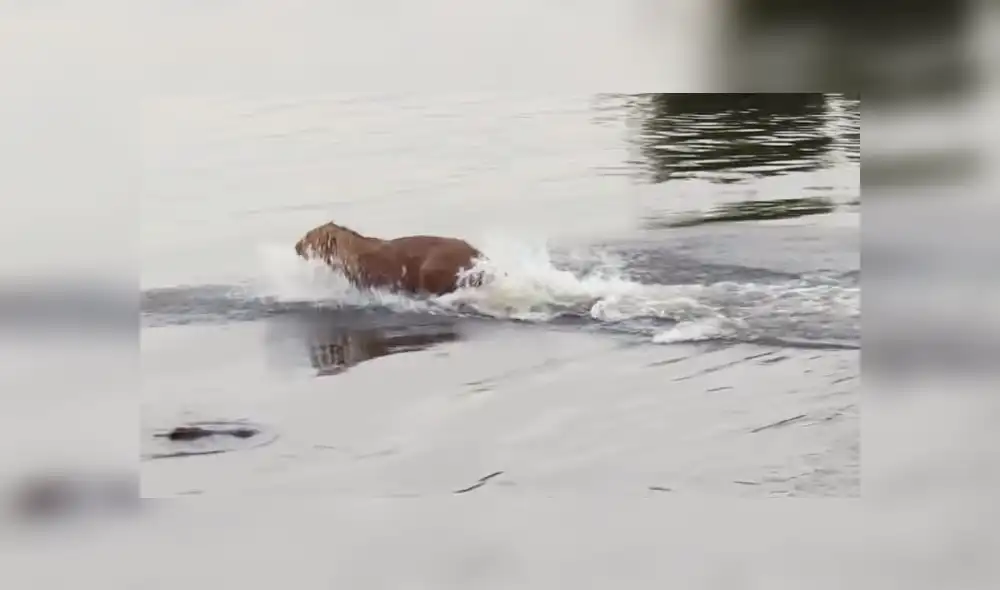 León cruza río lleno de voraces cocodrilos, sin sospechar que sería mordido por la espalda [VIDEO]