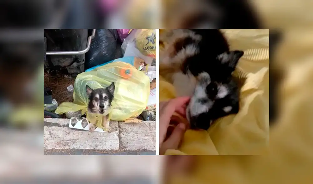 Desliza las imágenes para conocer la conmovedora historia de un perro abandonado en la basura. Foto: Caters Clips. Desliza las imágenes para conocer la conmovedora historia de un perro abandonado en la basura. Foto: Caters Clips.