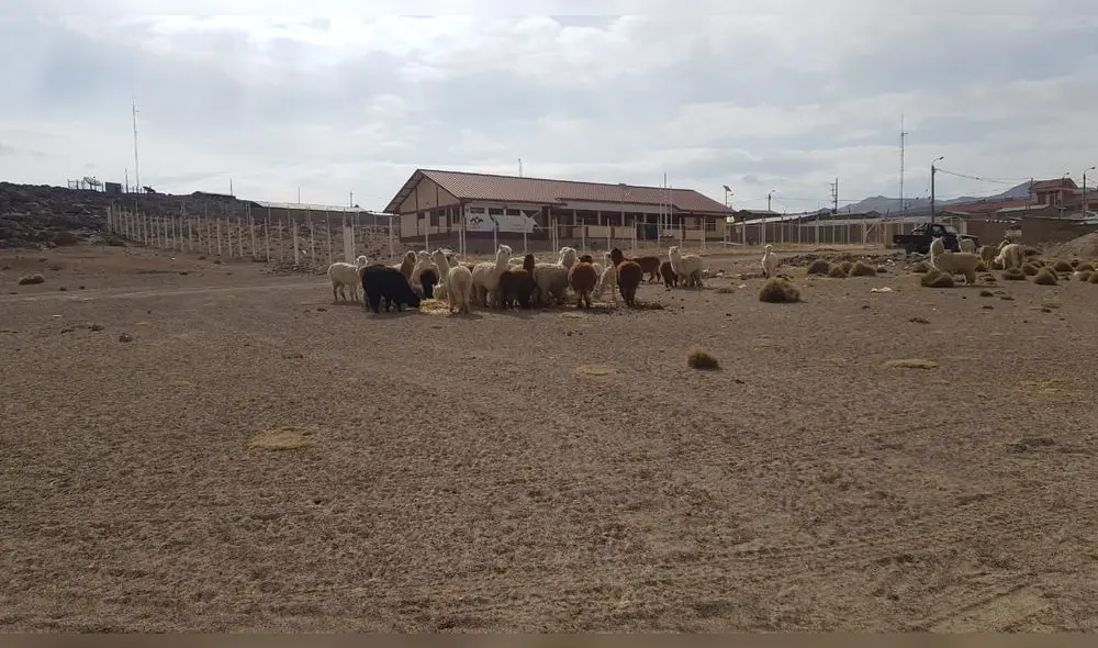 Tacna. Crianza de camélidos sudamericanos es la principal actividad en diversos pueblos de la provincia de Candarave.