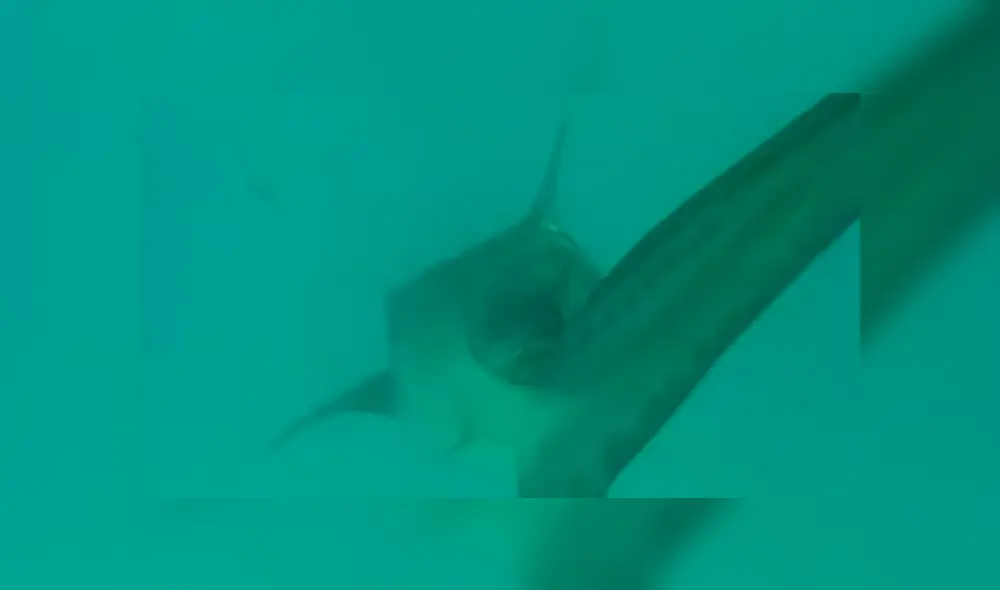 Un turista grabó en un video viral de YouTube el brutal enfrentamiento entre un hambriento tiburón y una valiente ave que hizo lo imposible para salir con vida del mar. Un turista grabó en un video viral de YouTube el brutal enfrentamiento entre un hambriento tiburón y una valiente ave que hizo lo imposible para salir con vida del mar.