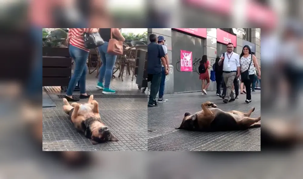Desliza a la izquierda para ver más imágenes del tierno perro que se robó al atención de todos los usuarios. (Foto: Upscol)