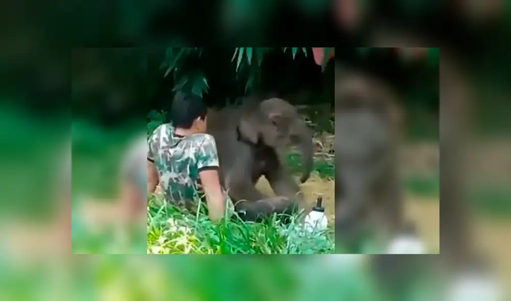 Elefante bebé fue liberado en su hábitat natural después de cinco meses, pero regresó al regazo de su cuidador tras ser abandonado por su manada