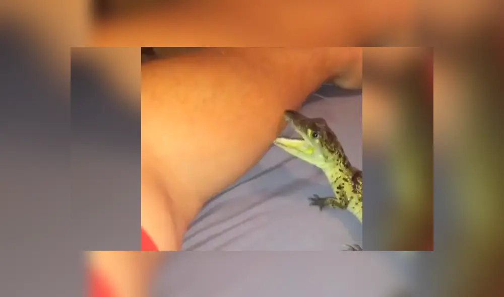 El chico dejó que el reptil lo muerda en el brazo. Foto: captura El chico dejó que el reptil lo muerda en el brazo. Foto: captura