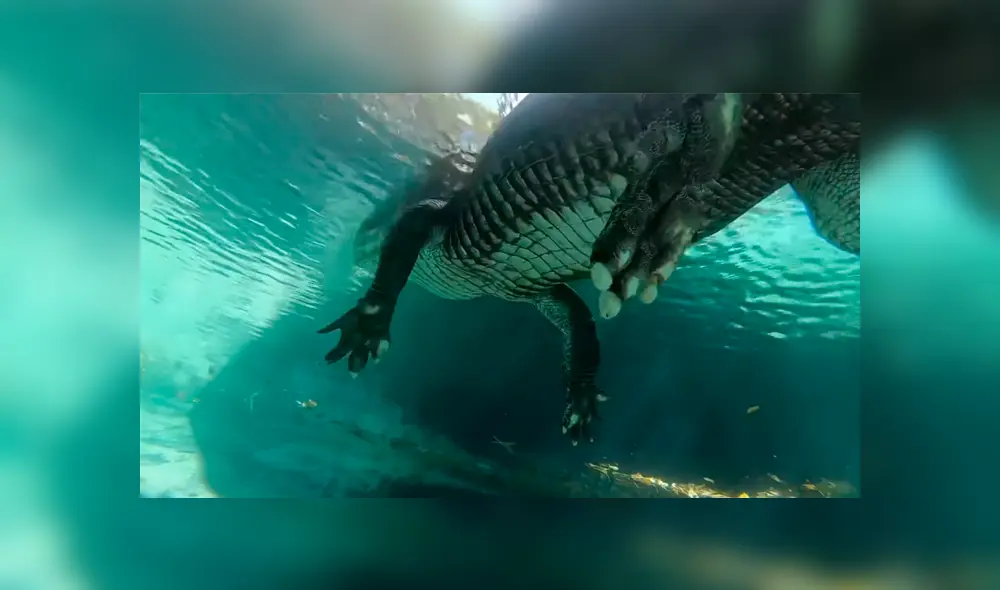 Un video muestra el aterrador momento en el que un buzo se topa con una enorme criatura.