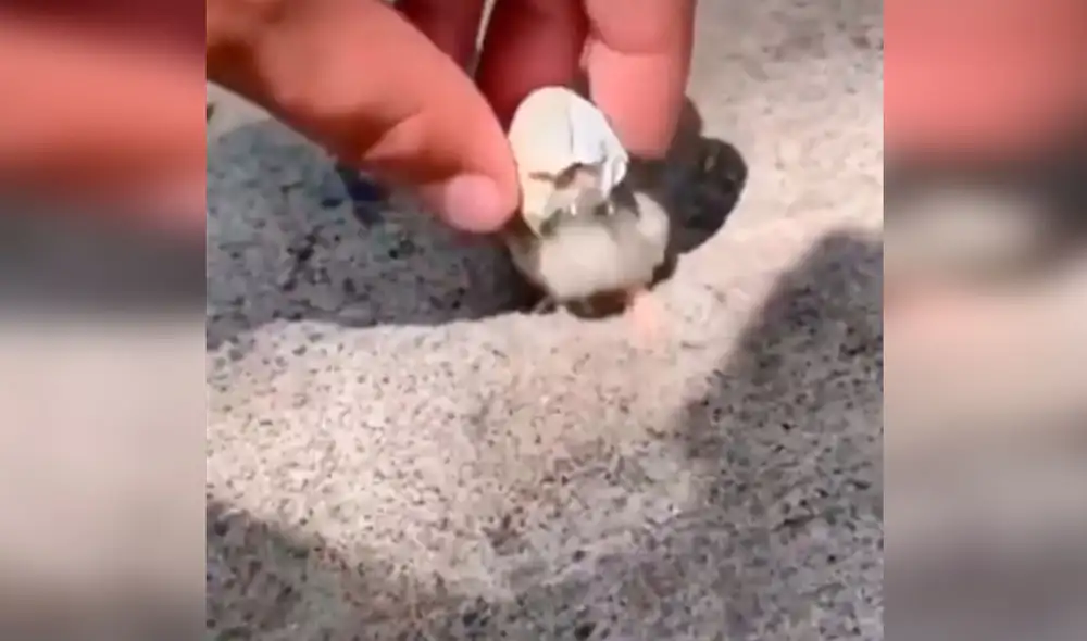 Desliza las imágenes para apreciar la noble acción de un hombre al toparse con un pollito en la calle. Foto: Captura de TikTok.