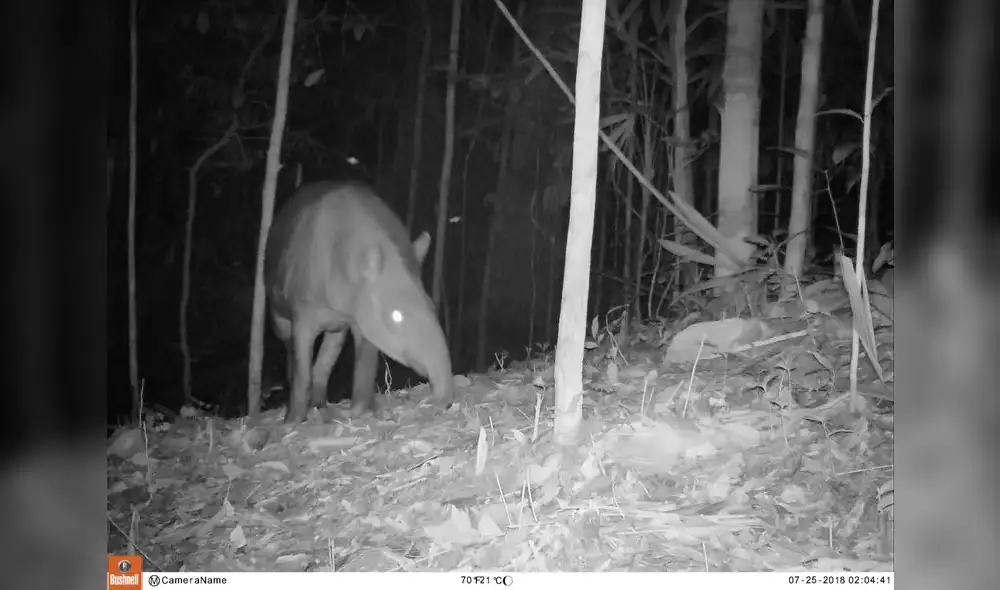 Captan primeras imágenes de jaguar, puma y ocelote en Parque Nacional Sierra del Divisor