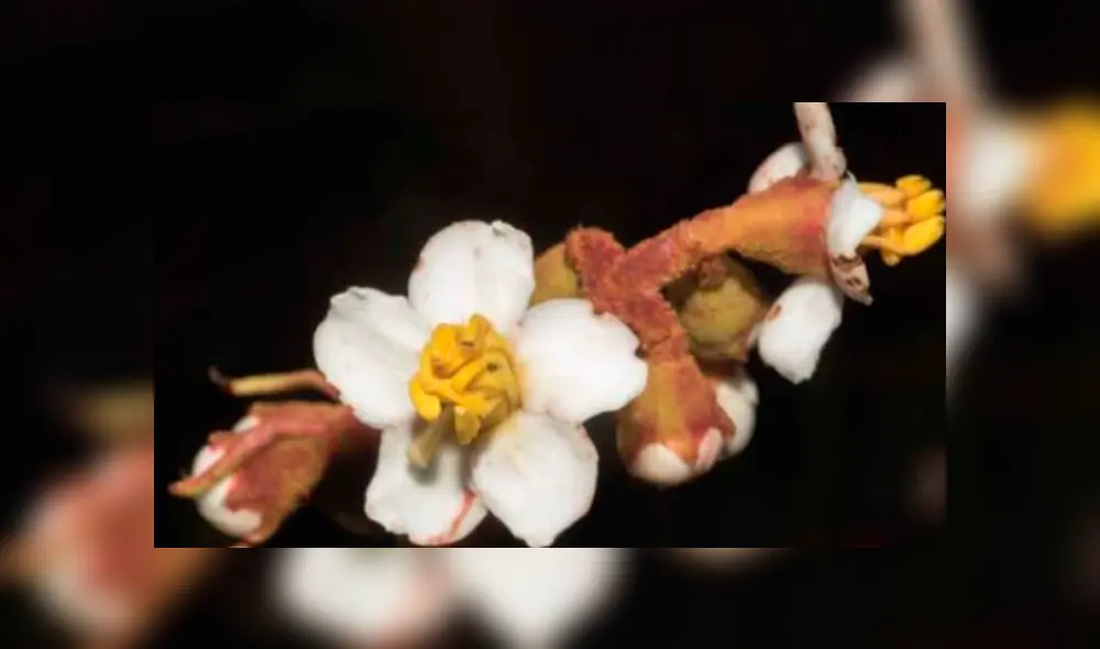 Descubren seis nuevas especies de plantas para la ciencia en parque nacional de Oxapampa [FOTOS]