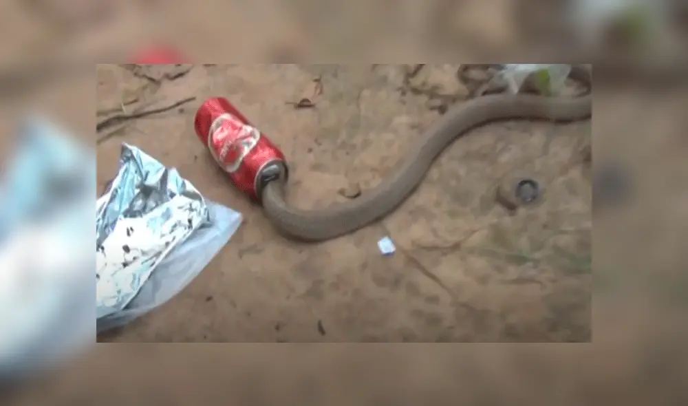 Indian snake Indian snake