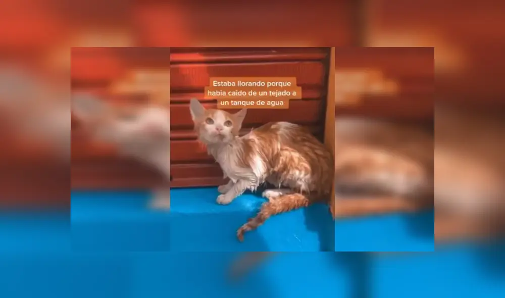 Desliza las imágenes para conocer la emotiva historia de una gata que sobrevivió tras caer a un tanque de agua. Fotocaptura: Facebook.