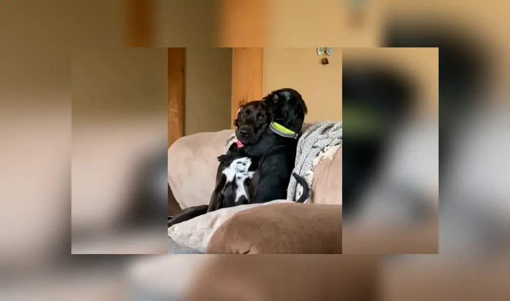 Desliza las imágenes para observar la amorosa abrazo que se dieron unos perros al quedarse solos en casa. Foto: Captura.