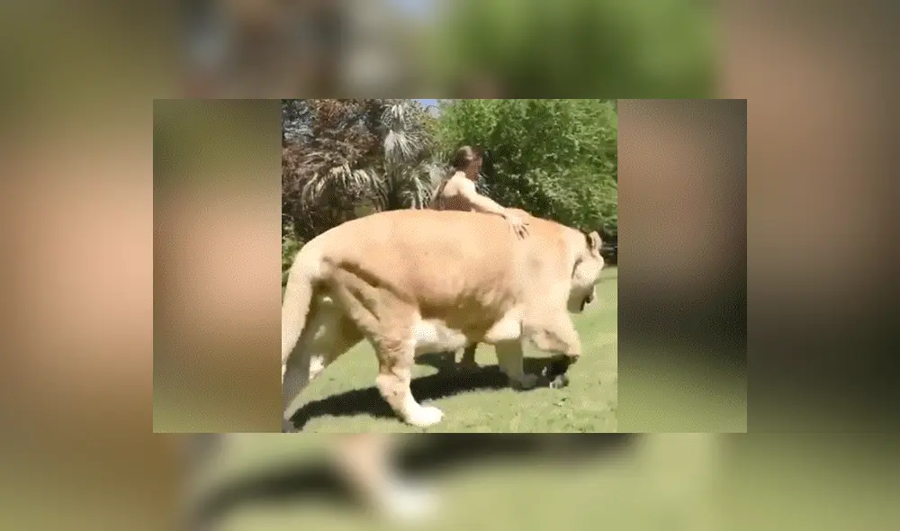 YouTube viral: Tigresa y león tienen cría considerada el felino más grande del mundo [VIDEO]