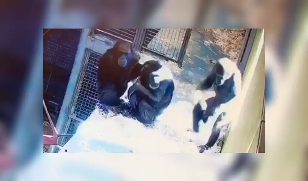 En YouTube, los encargados de un zoológico instalaron una cámara y descubrieron la amorosa escena de una mamá chimpancé. En YouTube, los encargados de un zoológico instalaron una cámara y descubrieron la amorosa escena de una mamá chimpancé.