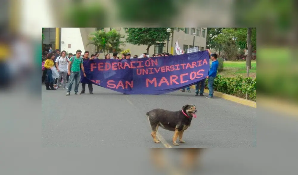 Facebook: alumnos de la UNMSM comparten fotografías inéditas de 'Perrovaca' [FOTOS]