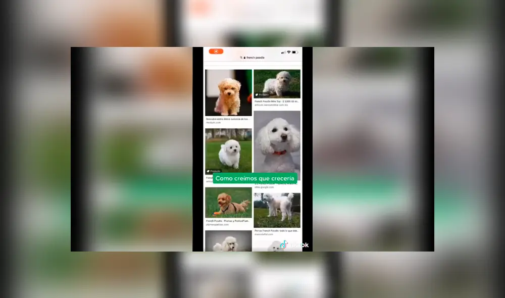 Desliza las imágenes hacia la izquierda para saber sobre la verdadera raza de un perro que fue acogido por una joven.