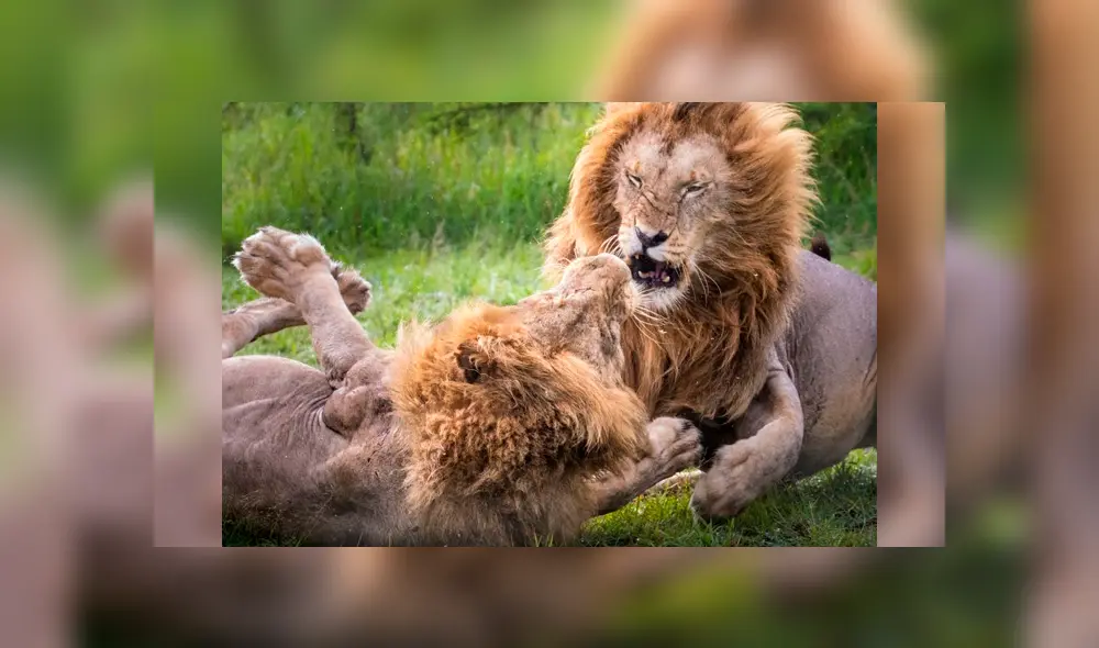 Los depredadores pelearon porque uno de ellos empezó a 'cortejar' a una hembra. Foto: Stephen Underwood Los depredadores pelearon porque uno de ellos empezó a 'cortejar' a una hembra. Foto: Stephen Underwood