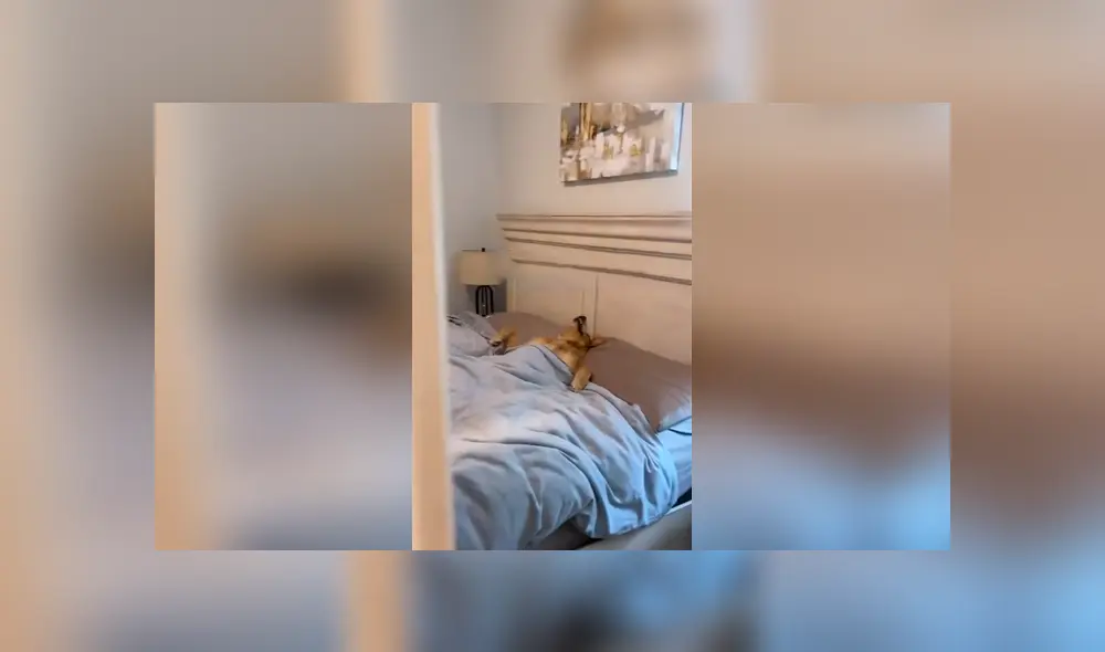 Desliza las imágenes para apreciar la travesura de un perro al aprovechar la ausencia de su dueño en casa. Foto: Captura.