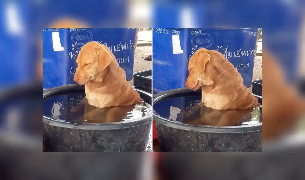 Facebook viral: perro se queda profundamente dormido en medio de su baño y desata ternura en redes