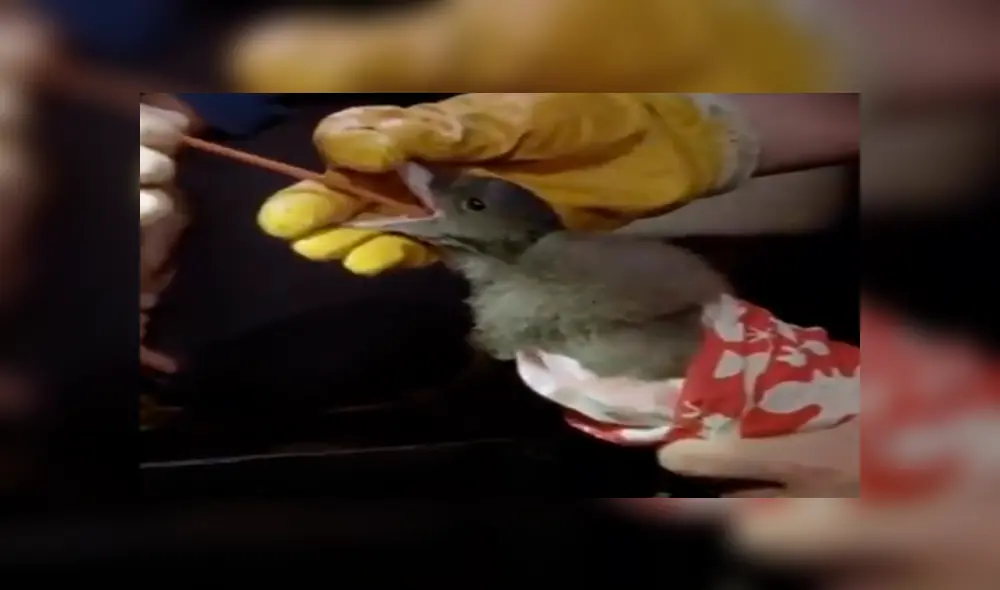 YouTube viral: Ayudan a expulsar extraña sustancia que se había quedado en estómago de ave YouTube viral: Ayudan a expulsar extraña sustancia que se había quedado en estómago de ave