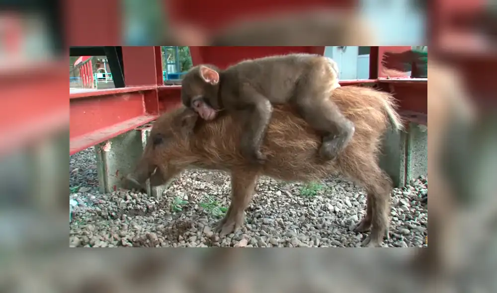 YouTube viral: miles lloran al conocer la historia del jabalí que adoptó a mono bebé YouTube viral: miles lloran al conocer la historia del jabalí que adoptó a mono bebé