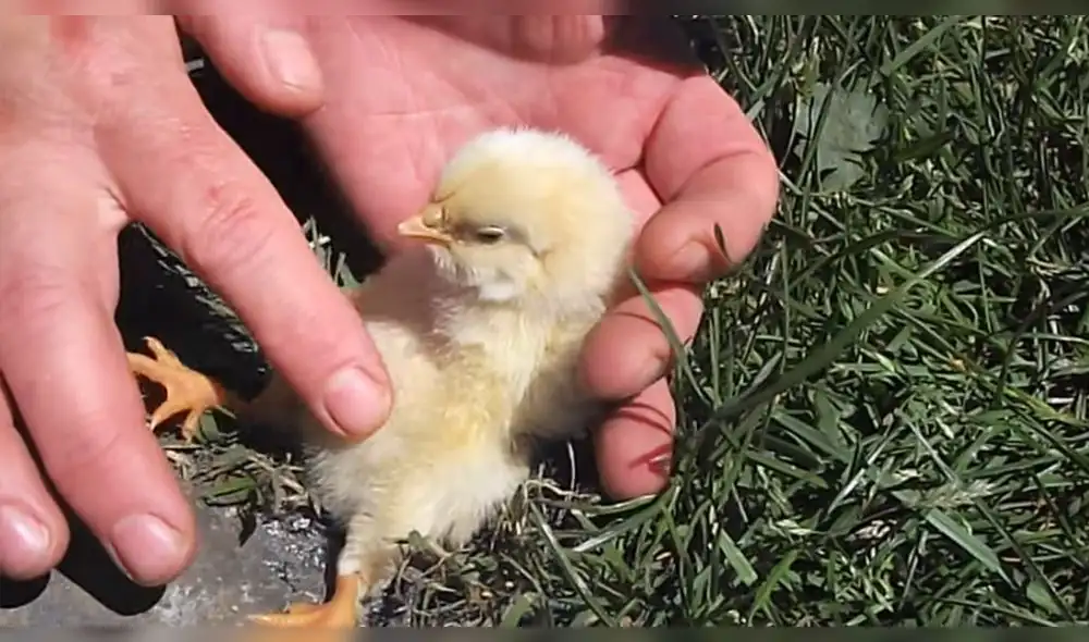 Facebook Viral: Este truco para hacer dormir a un pollito te va a dejar sin palabras [VIDEO]