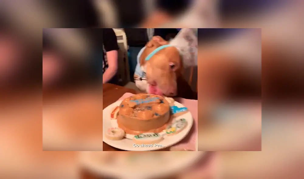 Facebook viral: cantan 'Happy Birthday' a perro y este tiene curiosa reacción que conmueve [VIDEO]