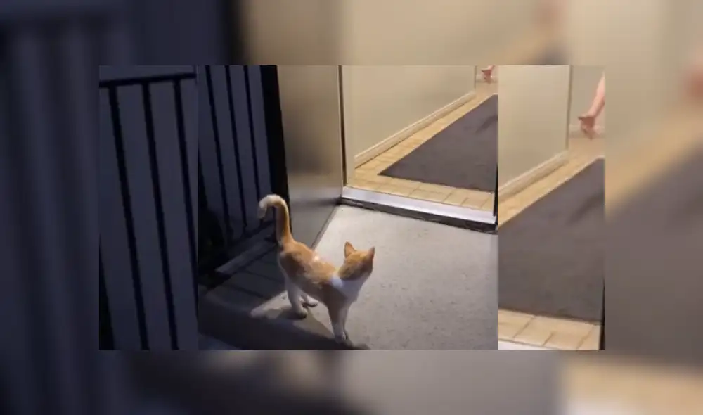 Video es viral en TikTok. La pareja de esposos estaba dando un paseo por un parque cercano a su domicilio, cuando notaron la singular presencia del felino detrás de ellos. Fotocaptura: YouTube Video es viral en TikTok. La pareja de esposos estaba dando un paseo por un parque cercano a su domicilio, cuando notaron la singular presencia del felino detrás de ellos. Fotocaptura: YouTube