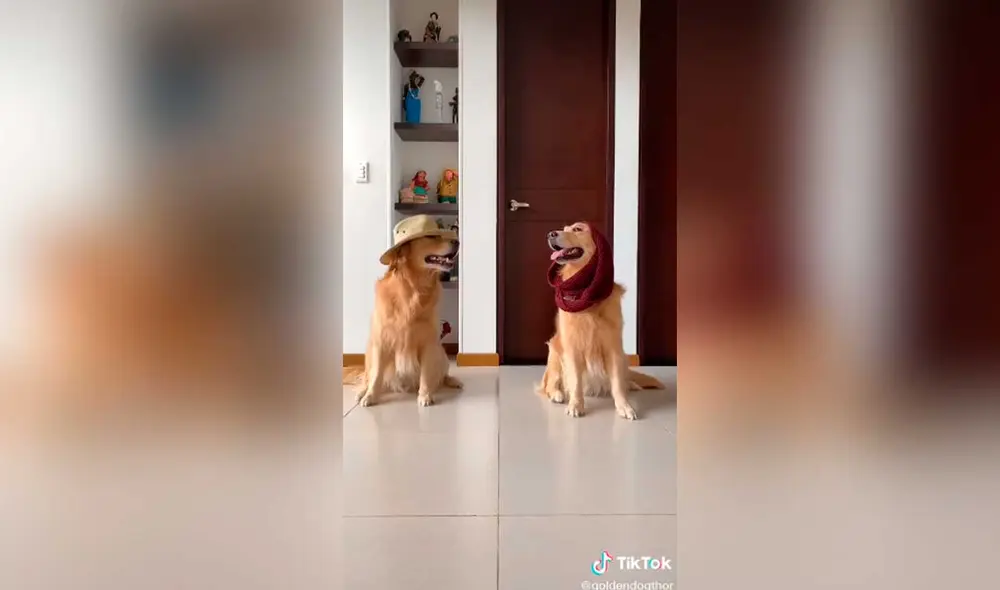 Desliza las imágenes para ver el divertido sketch que protagonizó este perro al ritmo del ‘Me miró y la miré ‘ challenge. Foto: Captura de Tiktok/ goldendogthor Desliza las imágenes para ver el divertido sketch que protagonizó este perro al ritmo del ‘Me miró y la miré ‘ challenge. Foto: Captura de Tiktok/ goldendogthor