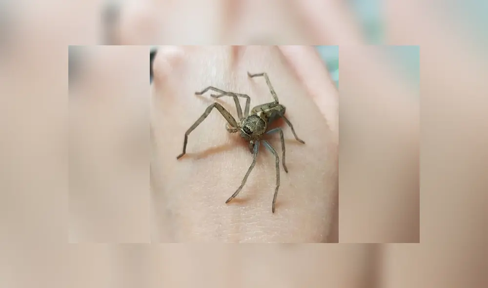 La joven rescató a la araña y la ayudó hasta que le crecieran las patas nuevamente. Foto: Facebook