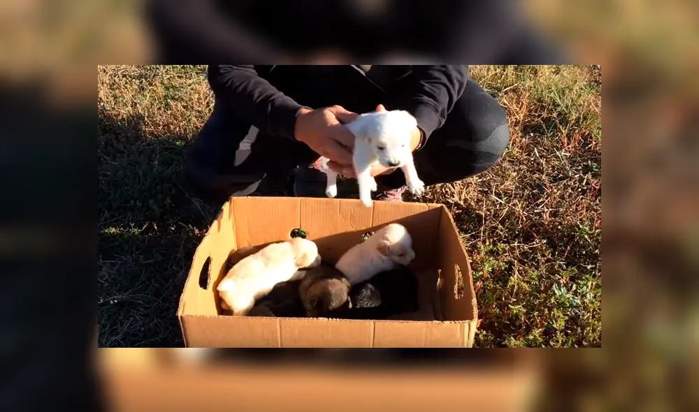 En YouTube, un hombre encontró a unos indefensos perros bebés que fueron abandonados en medio de la carretera. En YouTube, un hombre encontró a unos indefensos perros bebés que fueron abandonados en medio de la carretera.