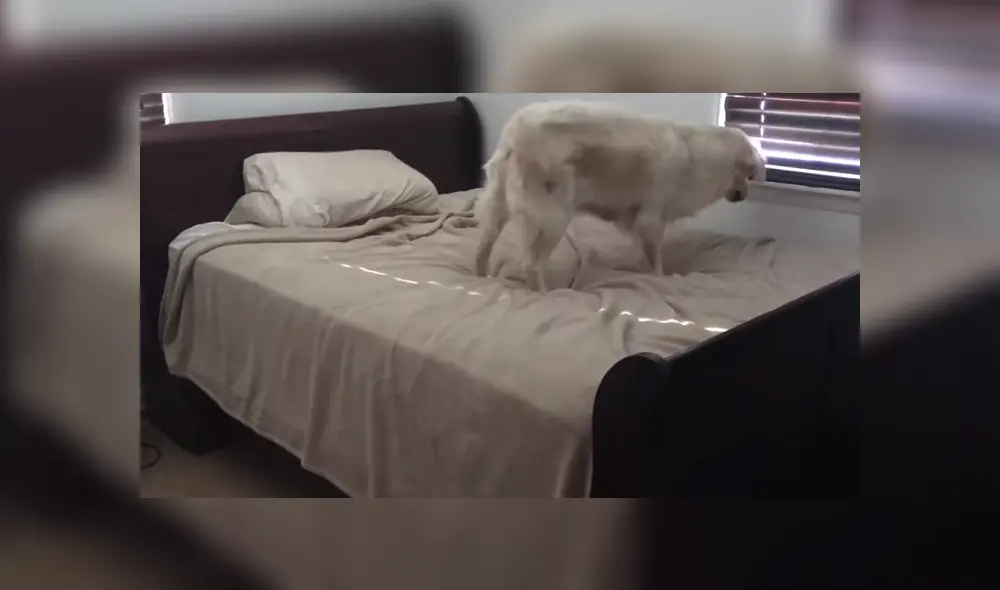 A través de YouTube se hizo viral la reacción de un perro al ser descubierto por su dueño en mitad de una travesura. A través de YouTube se hizo viral la reacción de un perro al ser descubierto por su dueño en mitad de una travesura.