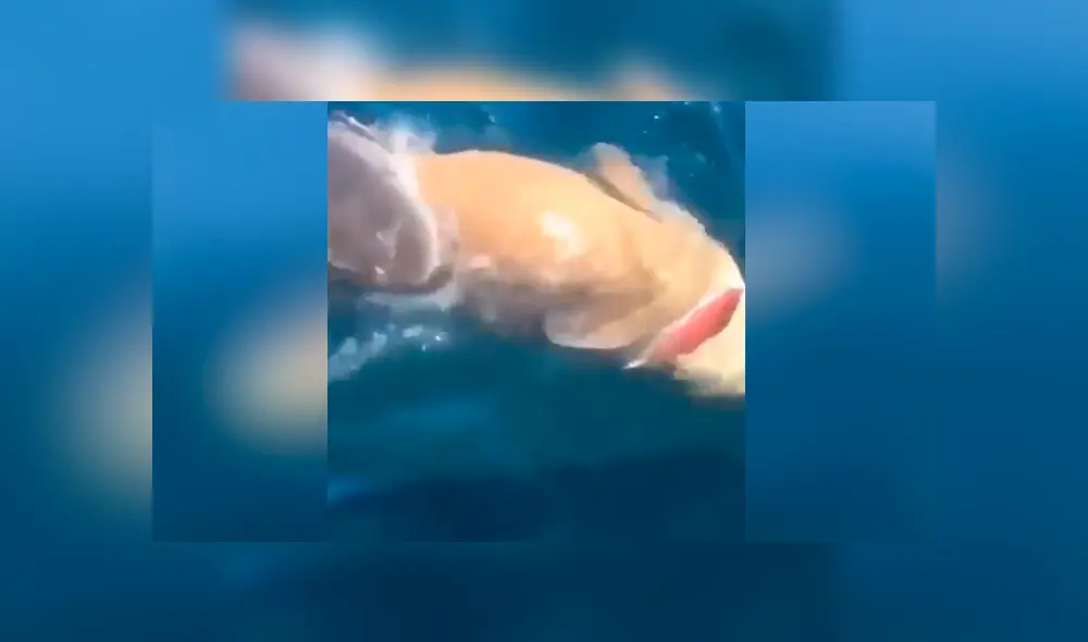 Desliza para ver los momentos más impactantes del video que se hizo viral en Facebook.