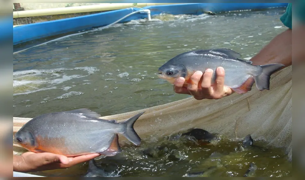 Produce lanza guía para promover inversiones coreanas en el sector acuícola Produce lanza guía para promover inversiones coreanas en el sector acuícola