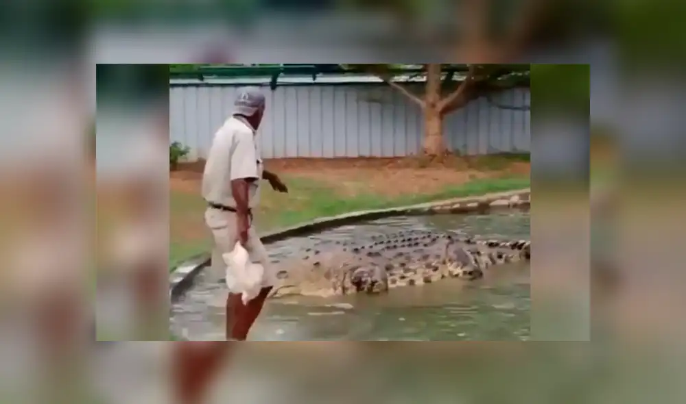 YouTube viral: Hombre se sube encima de cocodrilo para alimentarlo y ocurre algo impensado [VIDEO] 