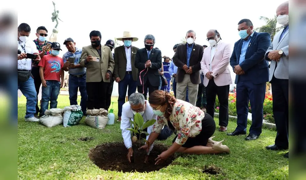 árbol de la quina árbol de la quina