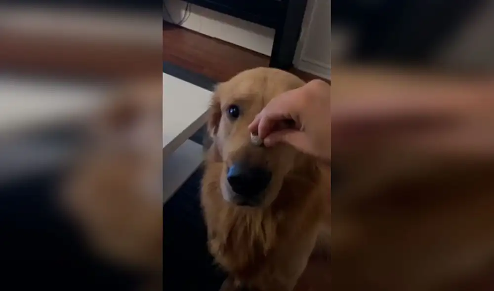 Desliza las imágenes para apreciar la travesura de un perro cuando su dueña le coloca un anillo en su nariz. Foto: Captura de YouTube